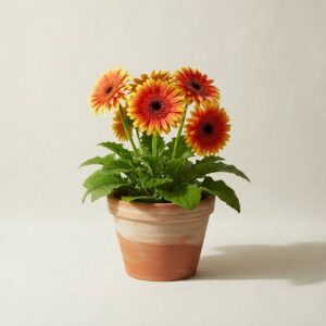 Gerbera – L'éclat d'une marguerite géante qui illumine votre intérieur