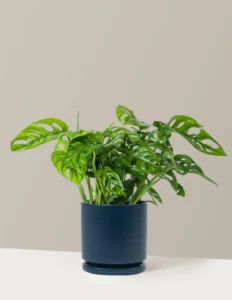 Monstera Adansonii – La liane aux feuilles perforées qui apporte une âme tropicale à votre intérieur