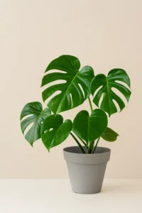 Monstera Deliciosa – La plante gruyère au feuillage géant qui transforme votre intérieur en jungle tropicale